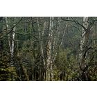 Wild Birch - Forest
