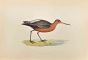 Bar-tailed Godwit