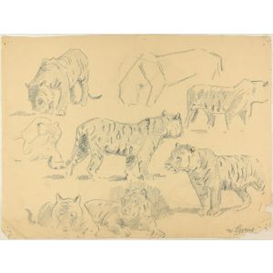 Studies of Tigers