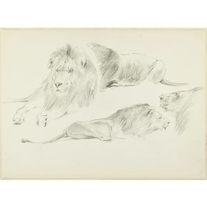 Study of Lions