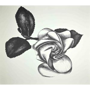 Giacomo Porzano - Black Rose -  Contemporary Art