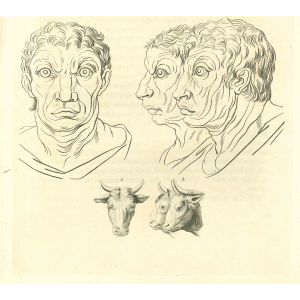 The Physiognomy - The Faces