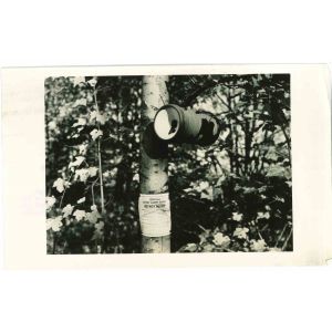 Gypsy Moth Survey -  Vintage Photograph