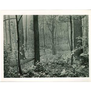 American Museum of Trees - American Vintage Photograph