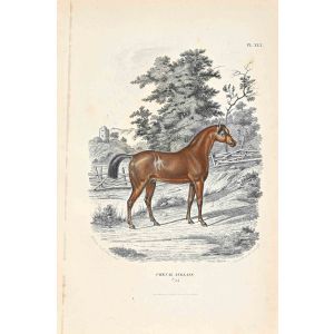 English Horse