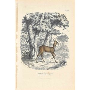 French Deer