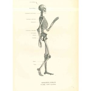 Human Anatomical Skeleton