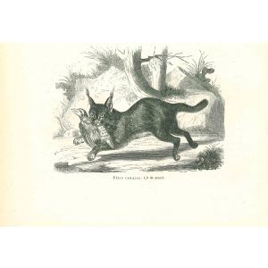 The Hunting Cat