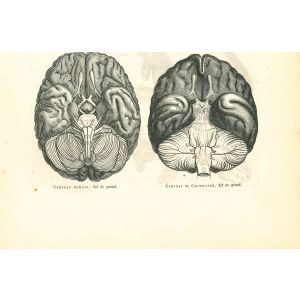 The Brain Of Human VS  The Brain Of Chimpanzee
