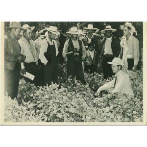 Improving World Agriculture - American Vintage Photograph 