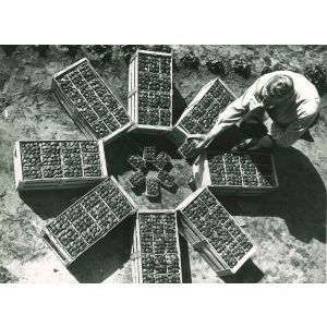 Agriculture in Florida- American Vintage Photograp