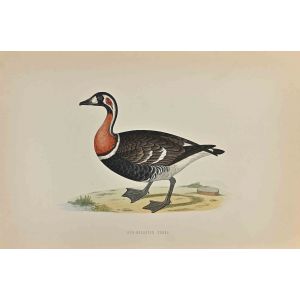 Red-Breasted Goose