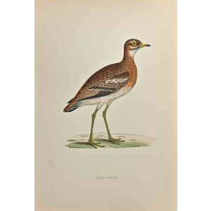 Great Plover 