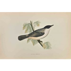 Orphean Warbler