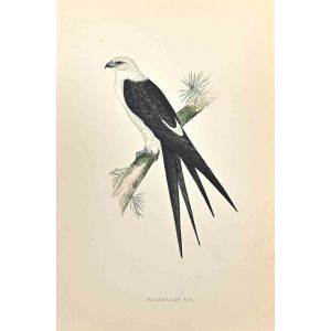 Swallow-Tailed Kite - SOLD