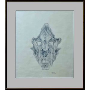 Michael Burgess - Lion Skull Drawing, Upper and Lower Casing.  Graphite Drawing on Strathmore - 90 Gsm Paper