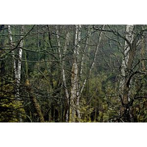 Wild Birch - Forest
