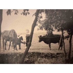The Old Days  Photo - Herd 