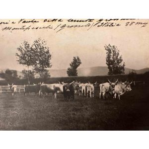 The Old Days  Photo - Herds in Grosseto (Maremma, Tuscany)