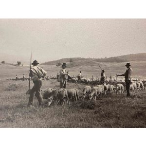 The Old Days  Photo - Herds in the Maremma (Tuscany)