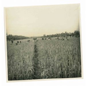 The Old Days - Men in Field