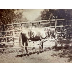The Old Days  Photo - Horse