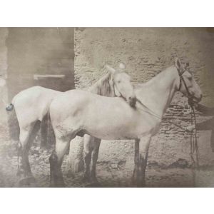 Historical Photo - Horses