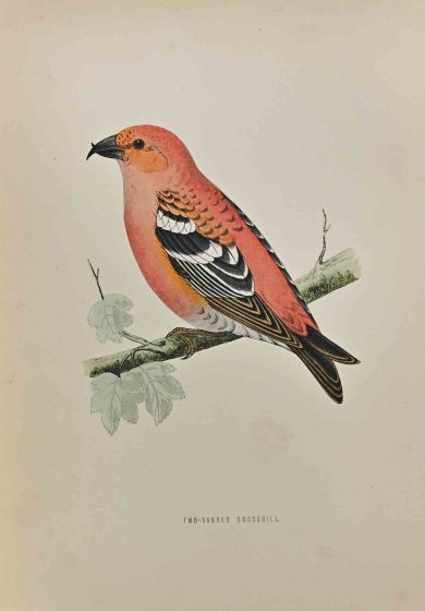 Two-Barred Crossbill