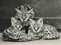  Savannah Cat  Vintage Photograph     