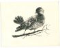 The Bird