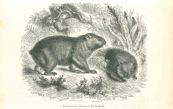 Phascolome Wombat