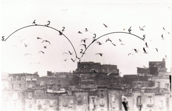 Birds by Pino Settanni - Contemporary Artworks