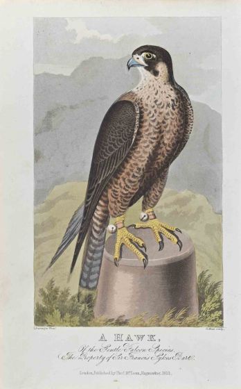 James Barenger - A Hawk – Modern Artwork 