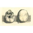 The Physiognomy - Skulls