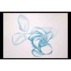 Blue Rose