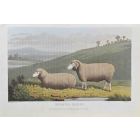 Merino Sheep