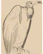 The Condor by French Artist - Contemporary Artwork