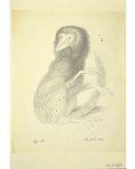 Lemur