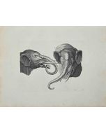 Elephants