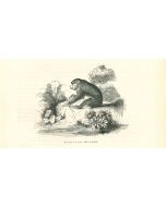 The Gorilla
