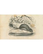 The Drinking Mouse