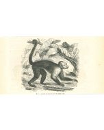 The Monkey