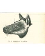 Tree-kangaroo