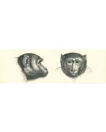 The Monkeys