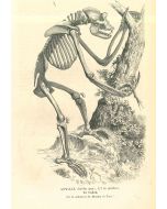 The Skeleton