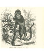 The Monkey