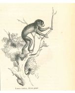 The Monkey