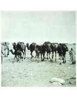 Tunisian Camels