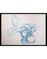 Blue Rose