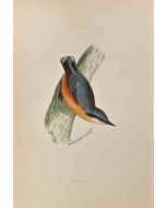 Nuthatch